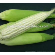 MCO02 Keba sementes de milho ceroso branco híbrido de alto rendimento, sementes de milho glutinoso